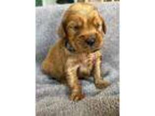 Golden Retriever Puppy for sale in Daleville, IN, USA
