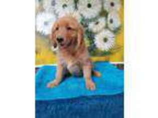 Golden Retriever Puppy for sale in Texarkana, TX, USA