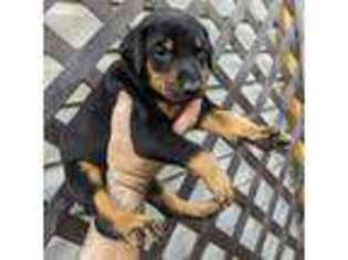 Doberman Pinscher Puppy for sale in Olean, NY, USA