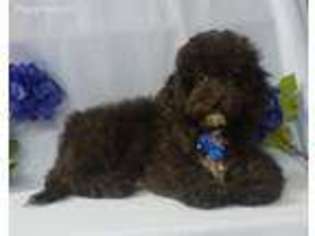 Mutt Puppy for sale in Alvin, TX, USA