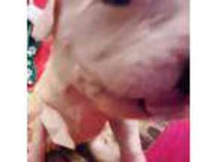 Dogo Argentino Puppy for sale in Arcadia, FL, USA