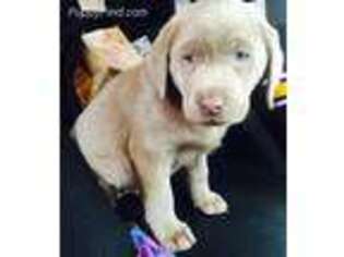 Labrador Retriever Puppy for sale in Manchester, IA, USA