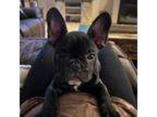 French Bulldog Puppy for sale in Saint Clairsville, OH, USA