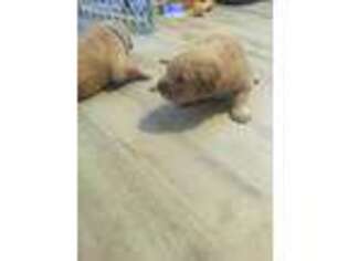 Golden Retriever Puppy for sale in Bellefonte, PA, USA