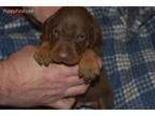 Doberman Pinscher Puppy for sale in Draper, VA, USA