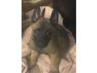 Belgian Malinois Puppy for sale in Concord, NC, USA