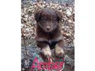 Australian Shepherd Puppy for sale in Challis, ID, USA