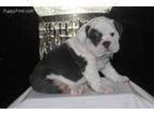 Bulldog Puppy for sale in Lawton, OK, USA