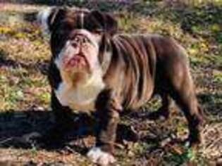 Bulldog Puppy for sale in Waller, TX, USA