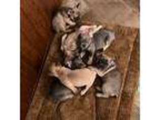 French Bulldog Puppy for sale in Texarkana, AR, USA
