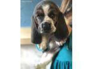 Basset Hound Puppy for sale in Colorado Springs, CO, USA