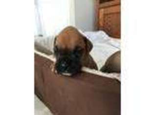 Boxer Puppy for sale in Warrenton, VA, USA