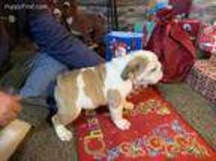 Bulldog Puppy for sale in Okay, OK, USA