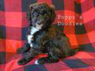 Goldendoodle Puppy for sale in Champlin, MN, USA