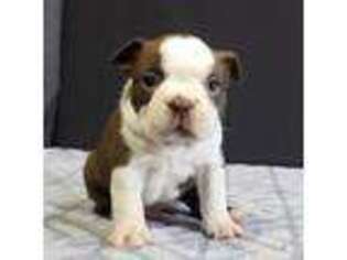 Boston Terrier Puppy for sale in Morrisville, NY, USA