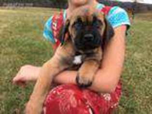 Cane Corso Puppy for sale in Huntingdon, PA, USA
