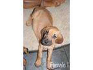 Bloodhound Puppy for sale in Poth, TX, USA