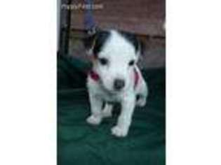 Jack Russell Terrier Puppy for sale in Hemet, CA, USA