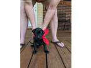 Great Dane Puppy for sale in Macon, GA, USA