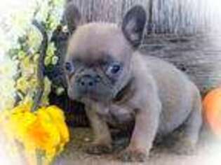 French Bulldog Puppy for sale in Belle Center, OH, USA