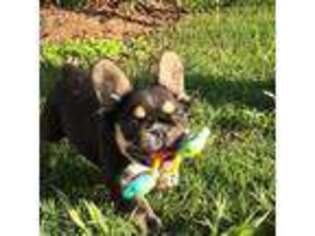 French Bulldog Puppy for sale in Caldwell, TX, USA