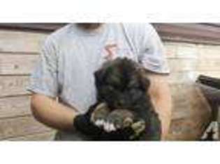 Mutt Puppy for sale in GROTON, SD, USA