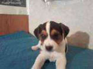 Jack Russell Terrier Puppy for sale in Norco, CA, USA