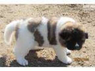 Akita Puppy for sale in Saint Cloud, MN, USA