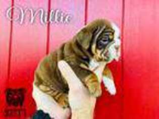 Bulldog Puppy for sale in Dayton, TX, USA
