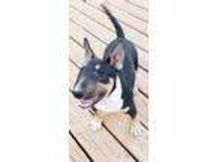 Bull Terrier Puppy for sale in Antioch, CA, USA
