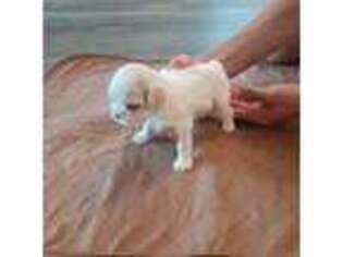 Maltese Puppy for sale in Welaka, FL, USA