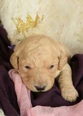 Goldendoodle Puppy for sale in Gillett Grove, IA, USA