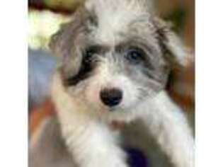 Bichon Frise Puppy for sale in Troy, MI, USA