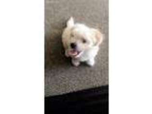 Mutt Puppy for sale in Elmont, NY, USA