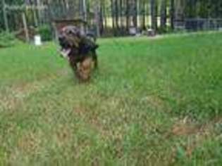 Bloodhound Puppy for sale in Greenville, GA, USA