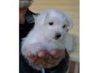 Maltese Puppy for sale in Ludowici, GA, USA