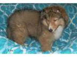 Shetland Sheepdog Puppy for sale in Muncie, IN, USA