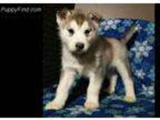 Alaskan Malamute Puppy for sale in Elizabethville, PA, USA