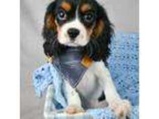 Cavalier King Charles Spaniel Puppy for sale in Moultrie, GA, USA