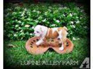 Bulldog Puppy for sale in CHATOM, AL, USA