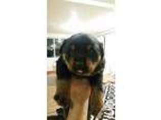 Rottweiler Puppy for sale in YACOLT, WA, USA