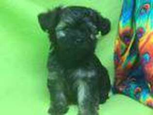 Mutt Puppy for sale in Goshen, CT, USA