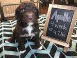 Mutt Puppy for sale in Madisonville, KY, USA