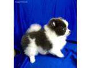 Pomeranian Puppy for sale in Valencia, CA, USA