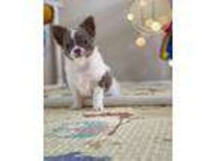 Chihuahua Puppy for sale in Avon Lake, OH, USA