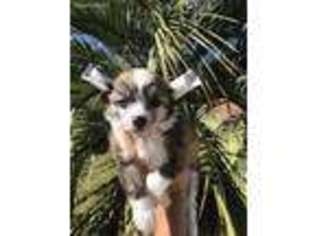Chinese Crested Puppy for sale in Pensacola, FL, USA