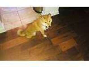 Shiba Inu Puppy for sale in Jacksonville, FL, USA