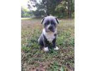 Boston Terrier Puppy for sale in Montezuma, GA, USA