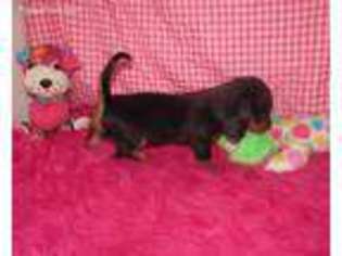 Dachshund Puppy for sale in Rattan, OK, USA