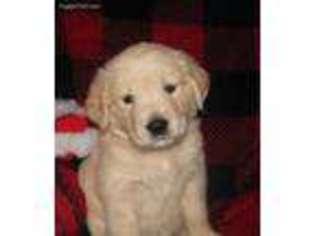 Golden Retriever Puppy for sale in Blountville, TN, USA